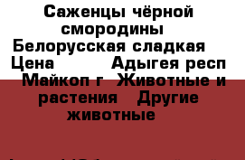 Саженцы чёрной смородины “ Белорусская сладкая“ › Цена ­ 100 - Адыгея респ., Майкоп г. Животные и растения » Другие животные   